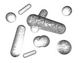bacterial mix